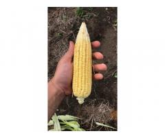 Se vende maíz nuevo