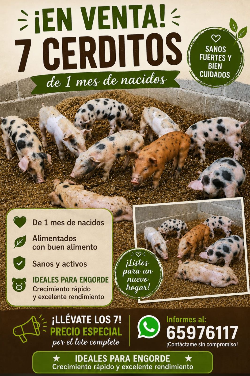 7 Cerditos en Venta — 1 mes de nacidos, ideales para engorde