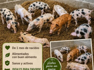 7 Cerditos en Venta — 1 mes de nacidos, ideales para engorde